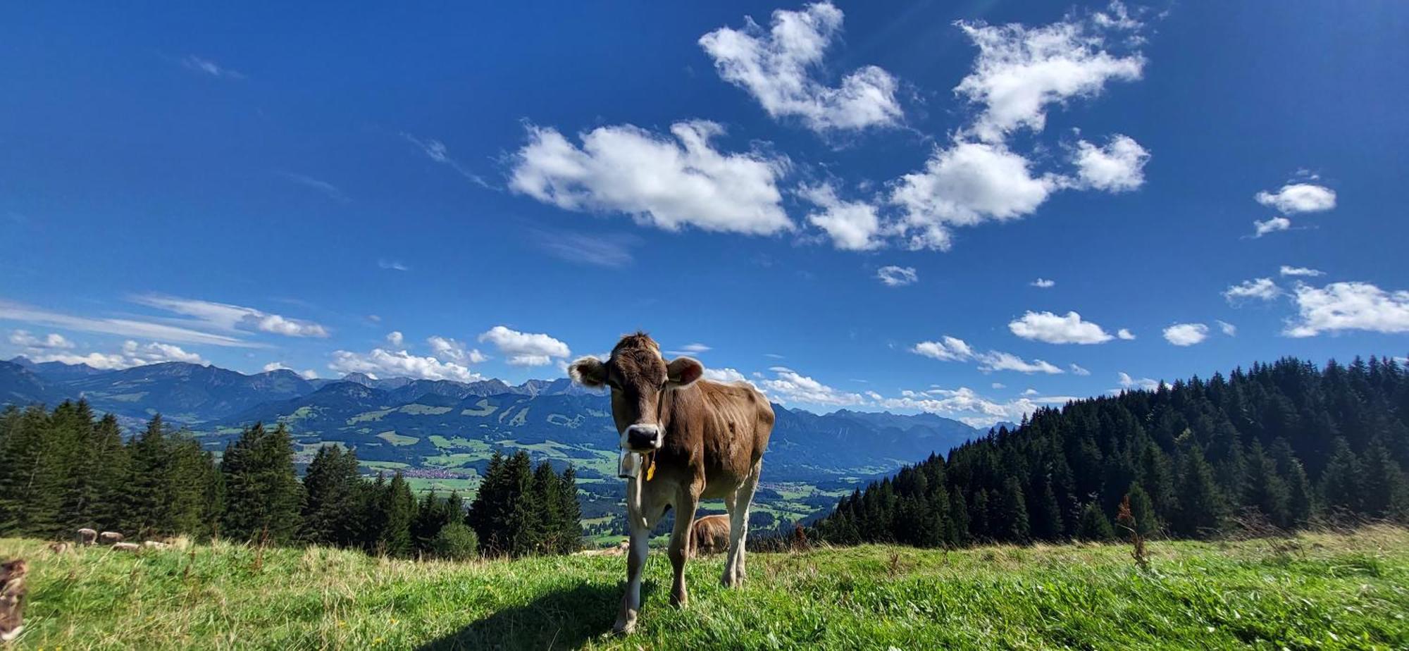 FeWo Allgäuzeit mit WLAN in Oberstaufen Steibis Exterior foto